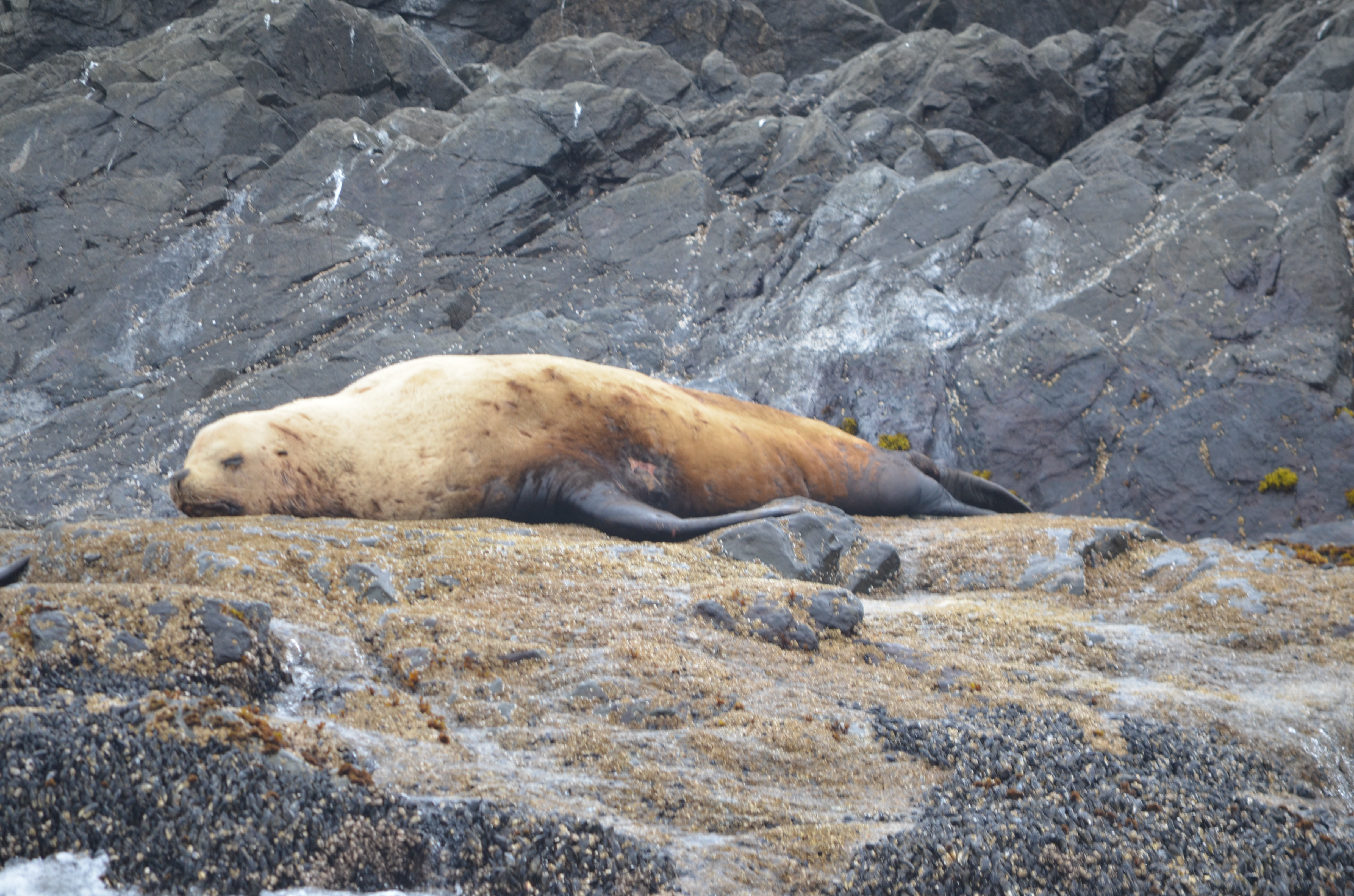 photos/wildlife/Mammal_Species/Steller Sea Lion/DSC_0353.JPG